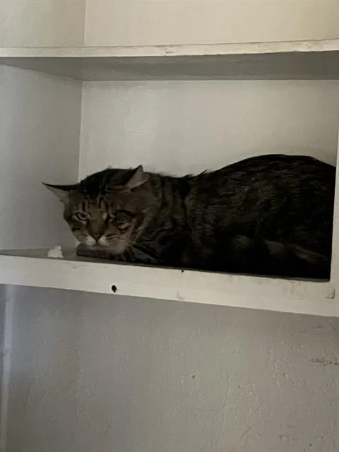 An adult small-sized male Domestic Long Hair cat named Drac for adoption in Dallas, TX