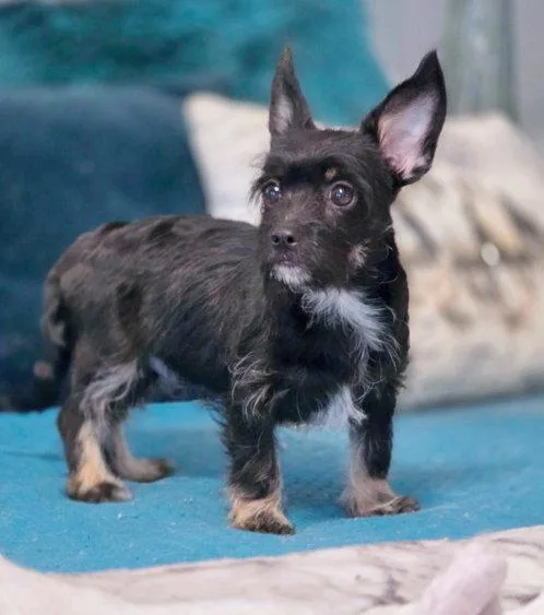 A baby small-sized female Schnauzer dog named Page for adoption in Anaheim Hills, CA