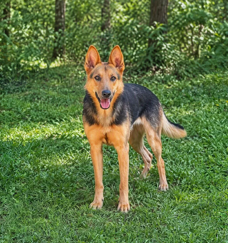An adult large-sized female German Shepherd Dog dog named Demi for adoption in Coatesville, PA