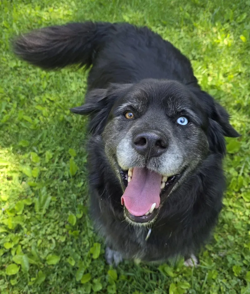 A senior extra large-sized male Bernese Mountain Dog dog named Buddy for adoption in Oxford, MI