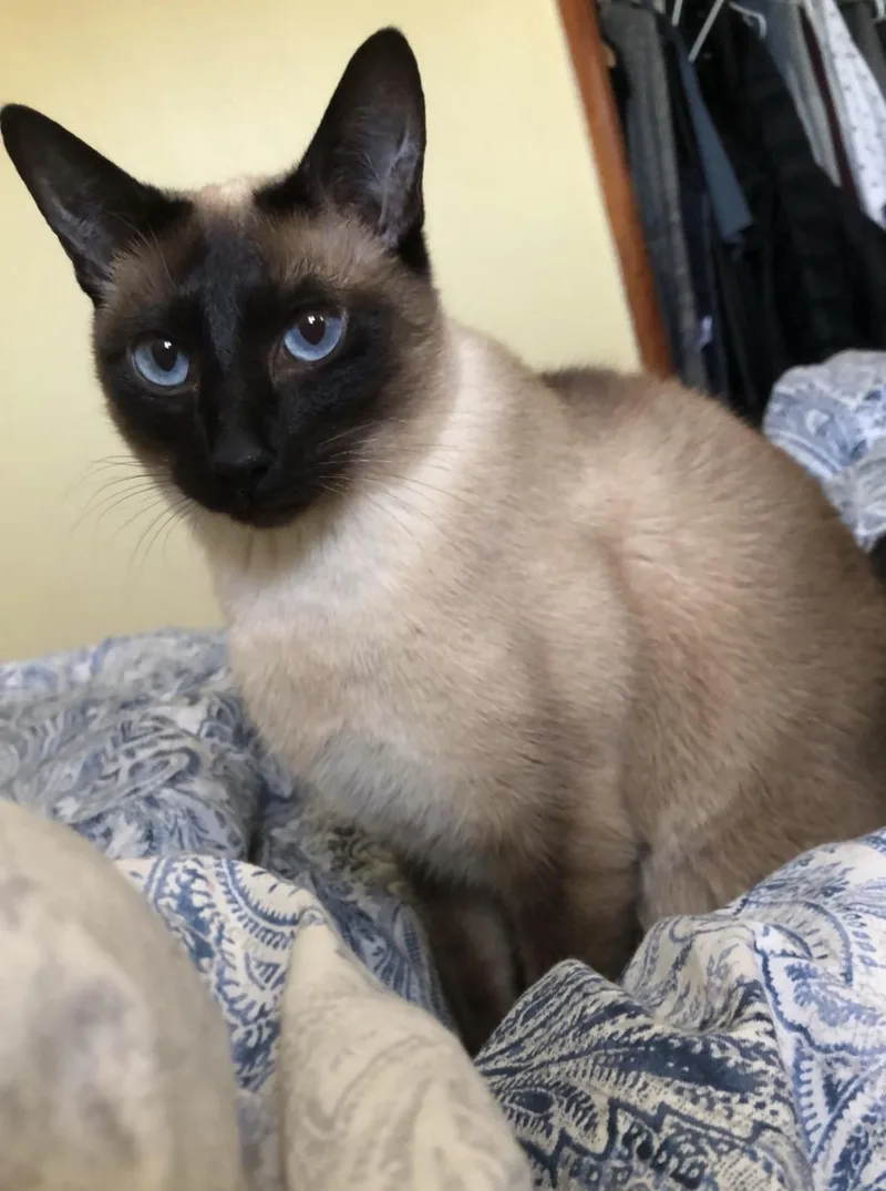 Puddin