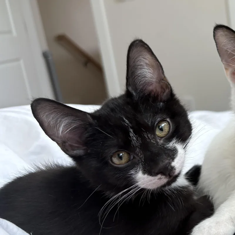 A baby small-sized male White Domestic Short Hair cat named Debit for adoption in Richmond, VA