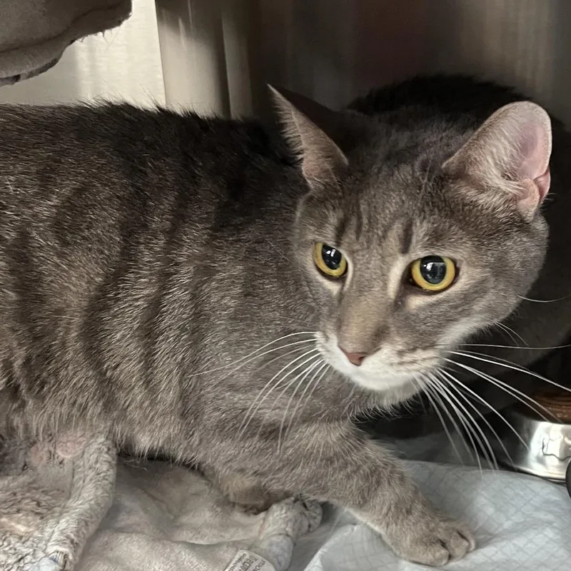 Fancy Pants thumbnail 2