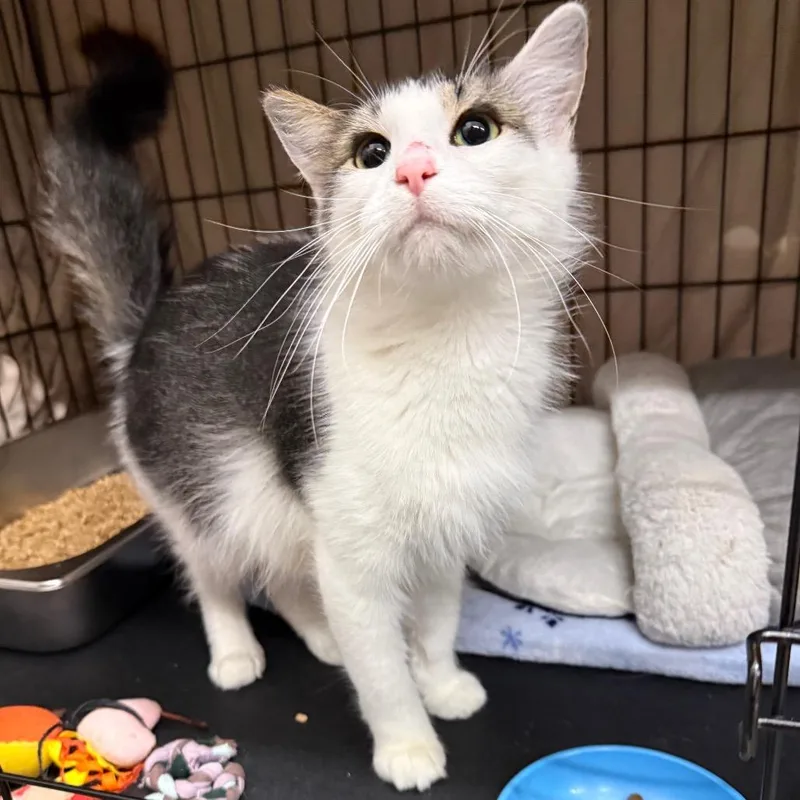 An adult medium-sized female White Domestic Short Hair cat named Bianca for adoption in Bismarck, ND