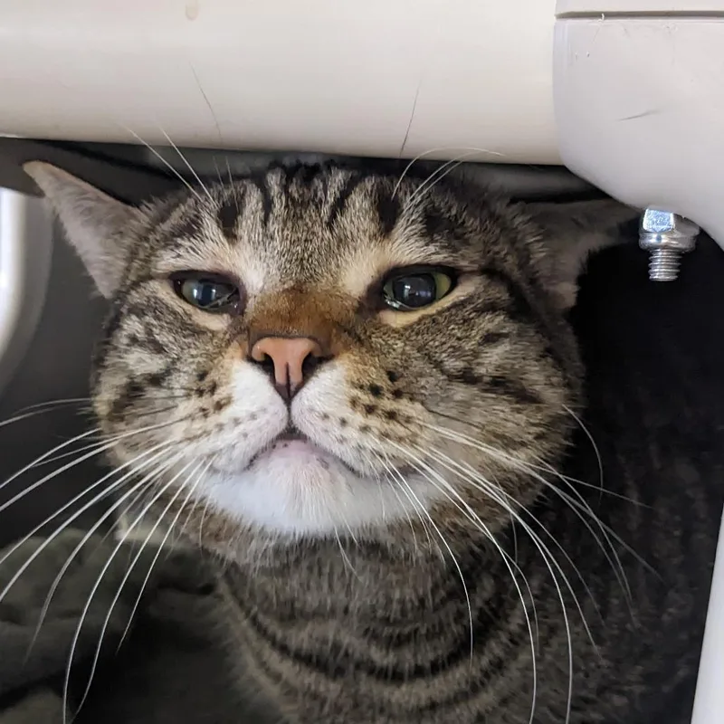 An adult extra large-sized male Brown / Chocolate Domestic Short Hair cat named Rocky for adoption in Spokane, WA