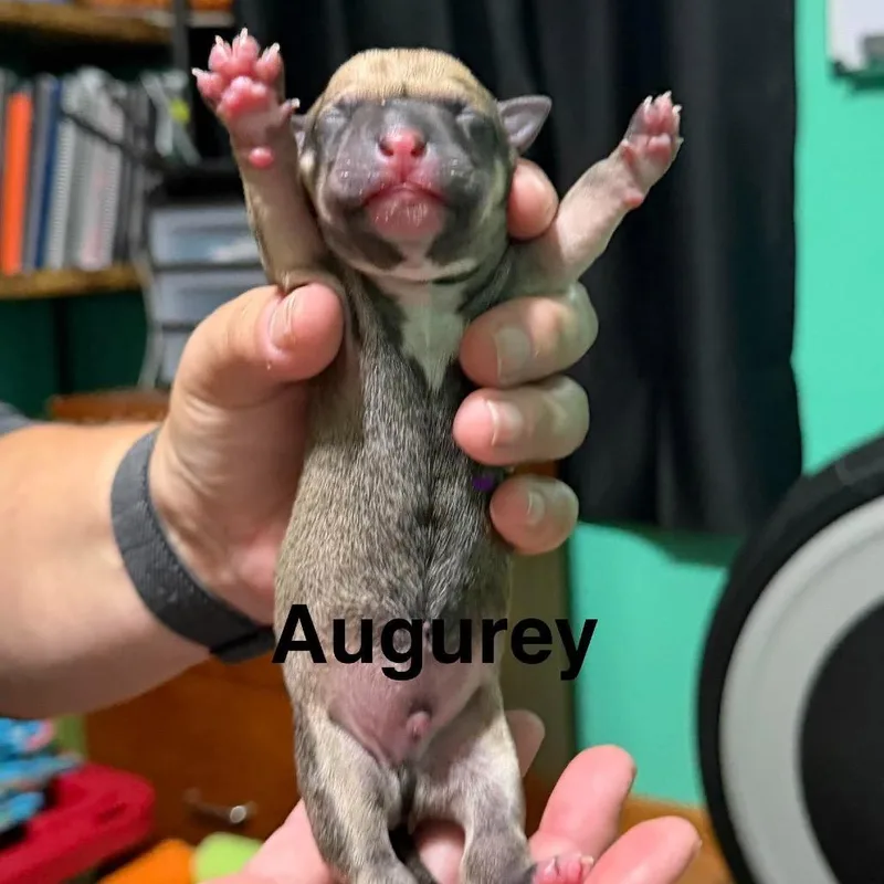 Augurey