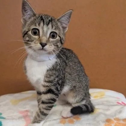 A baby small-sized female Tabby (Brown / Chocolate) Domestic Short Hair cat named Vicky for adoption in Rochester, MN