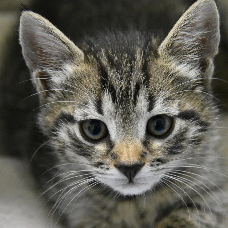 A baby small-sized female Gray / Blue / Silver Domestic Short Hair cat named Peach Ring for adoption in Columbus, NC