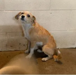An adult medium-sized female Mixed Breed dog named Ziti for adoption in West Chester, PA
