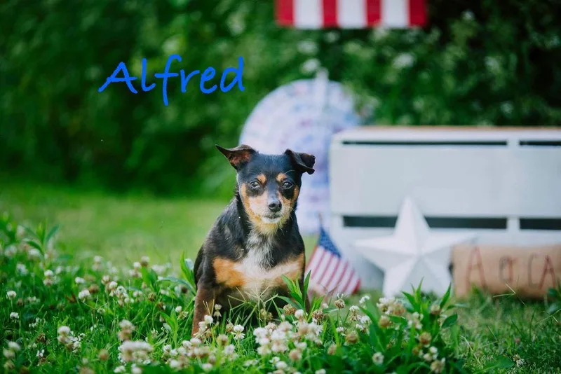 Alfred thumbnail 2