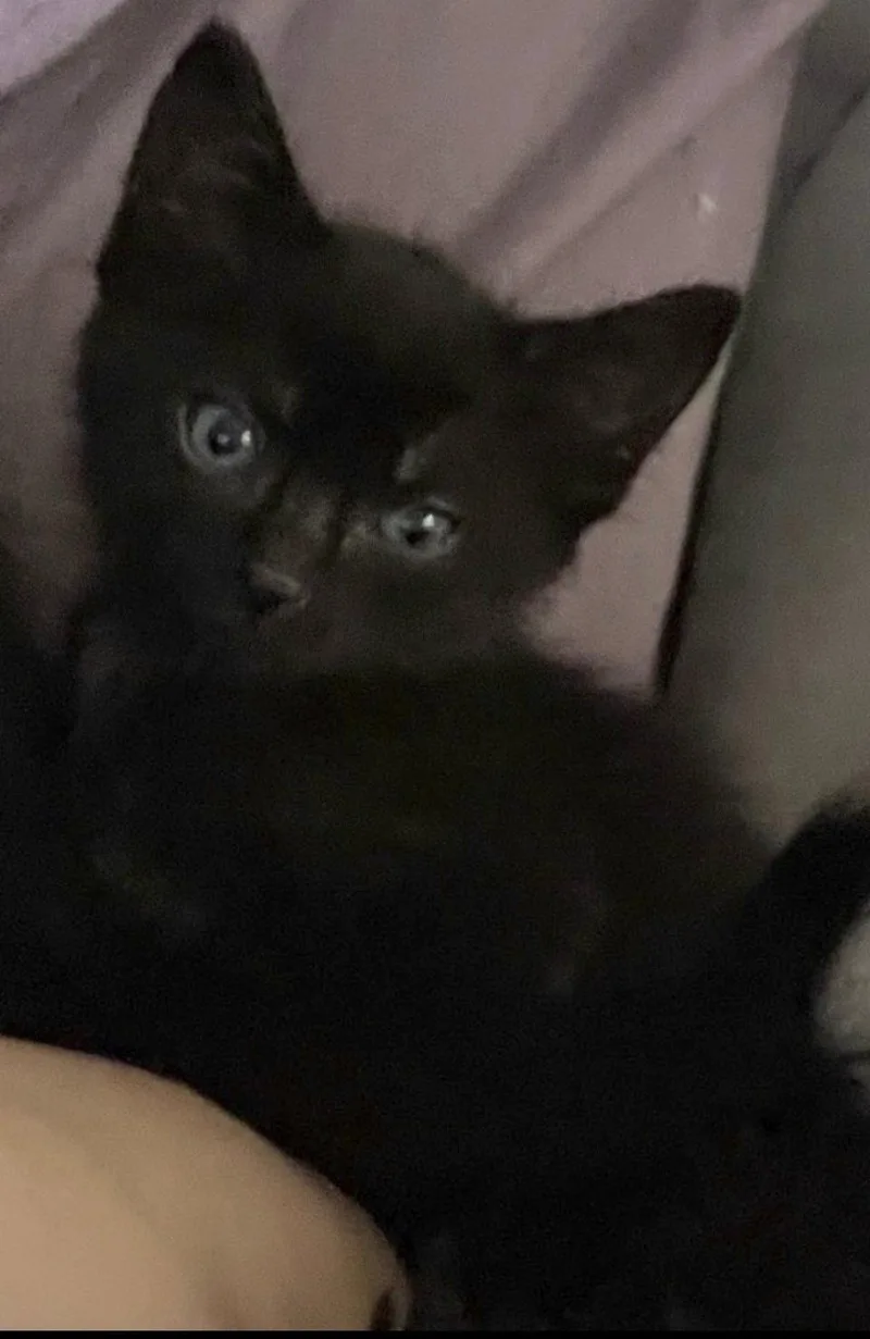 A baby small-sized male Black Domestic Short Hair cat named King for adoption in Walnut Creek, CA