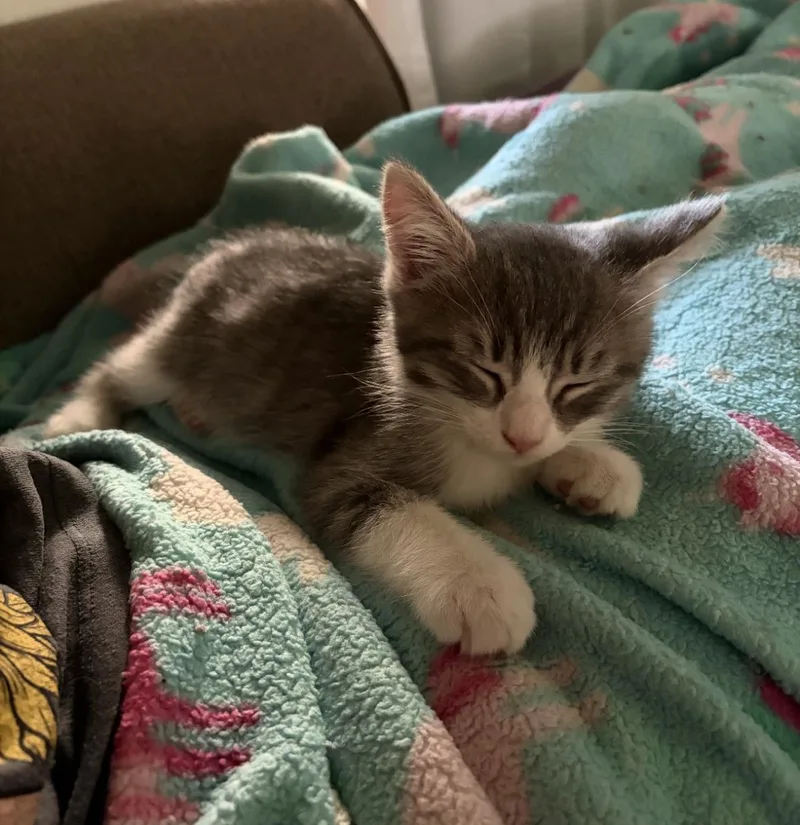 A baby small-sized male Gray / Blue / Silver Domestic Short Hair cat named Squishmellow  Lemonade for adoption in Chandler, AZ