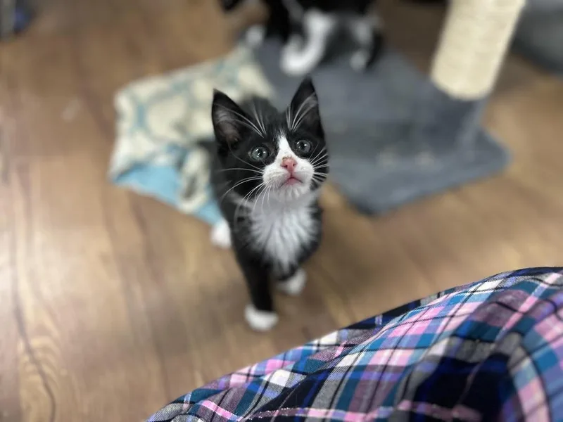 A baby medium-sized female Black & White / Tuxedo Domestic Short Hair cat named Mimsie for adoption in Emerald Isle, NC
