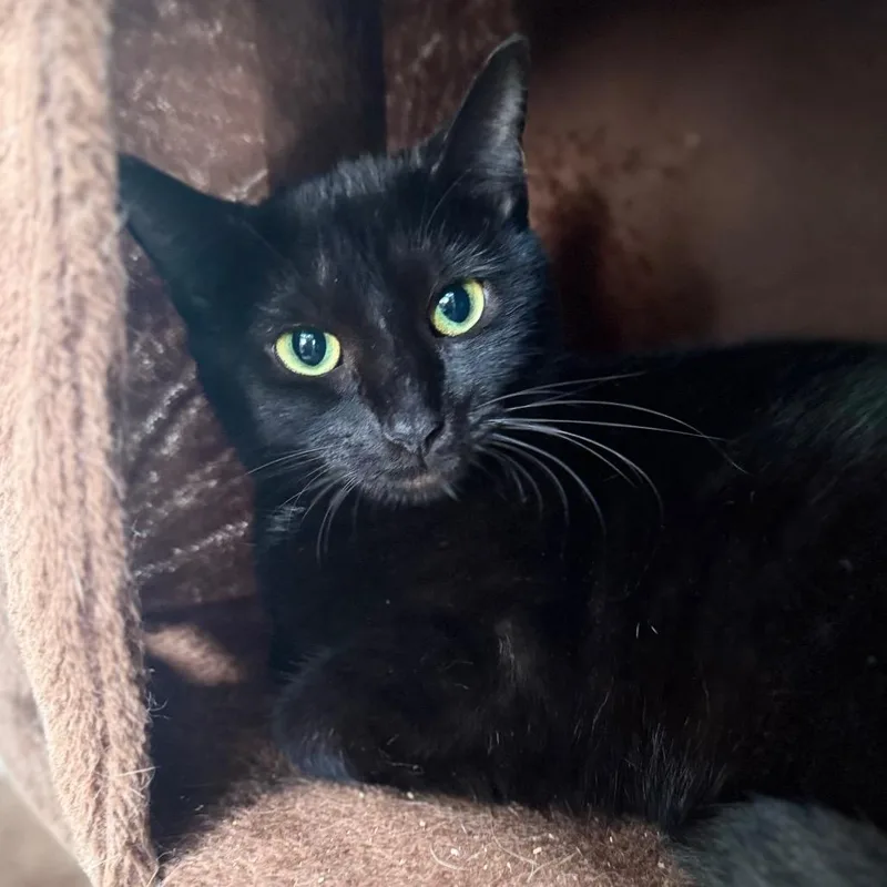 An adult small-sized female Black Domestic Short Hair cat named Slow Dancing for adoption in Fredericksburg, VA