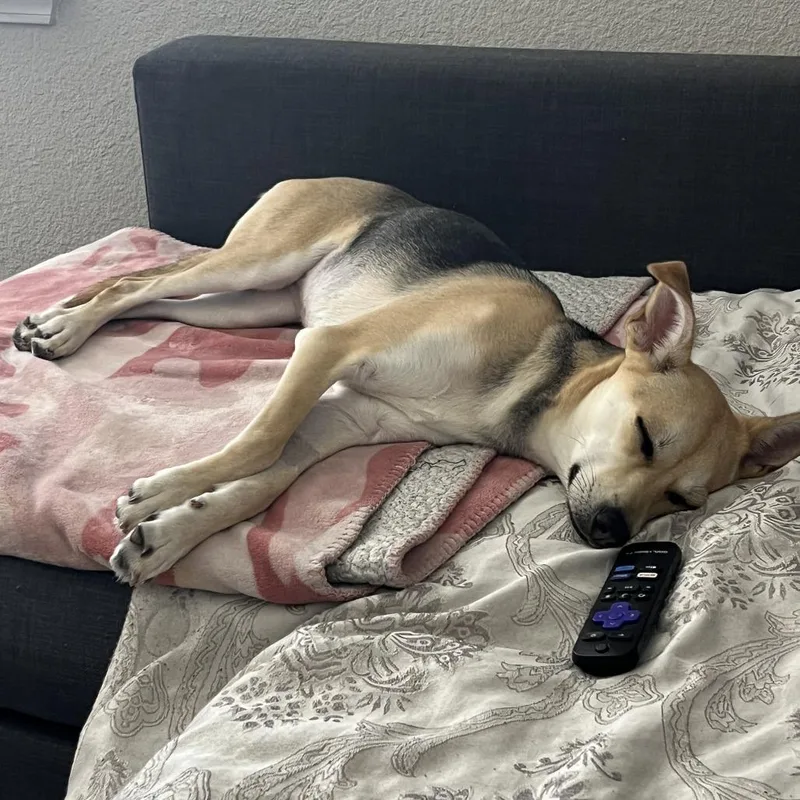 Sarafina thumbnail 2