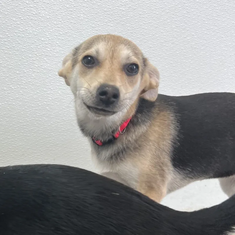 Sarafina thumbnail 3