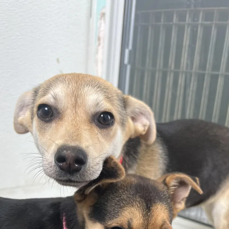 Sarafina thumbnail 4