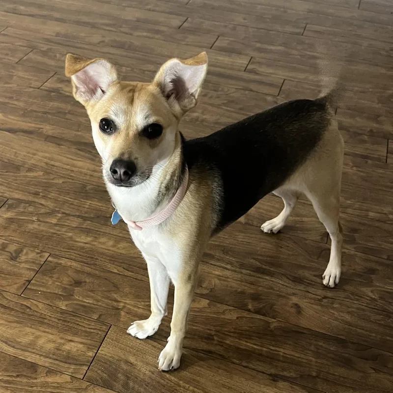 Sarafina thumbnail 5