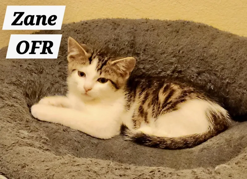 A baby medium-sized male Tabby (Brown / Chocolate) Domestic Short Hair cat named Zane for adoption in Owasso, OK