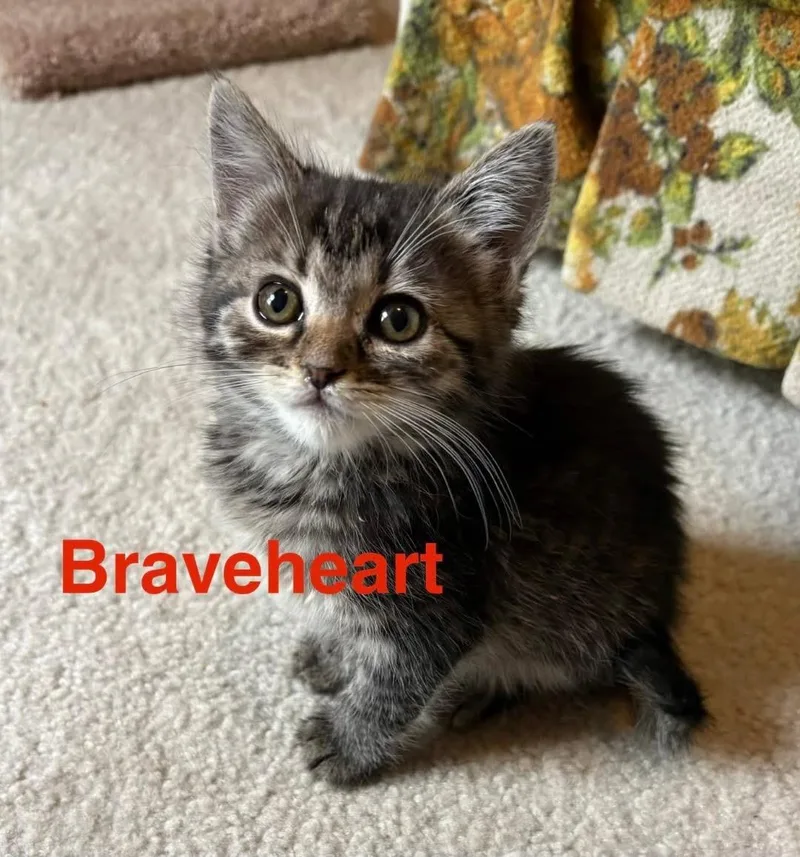 A baby small-sized female Tabby (Brown / Chocolate) Domestic Short Hair cat named Braveheart for adoption in Manhattan, KS
