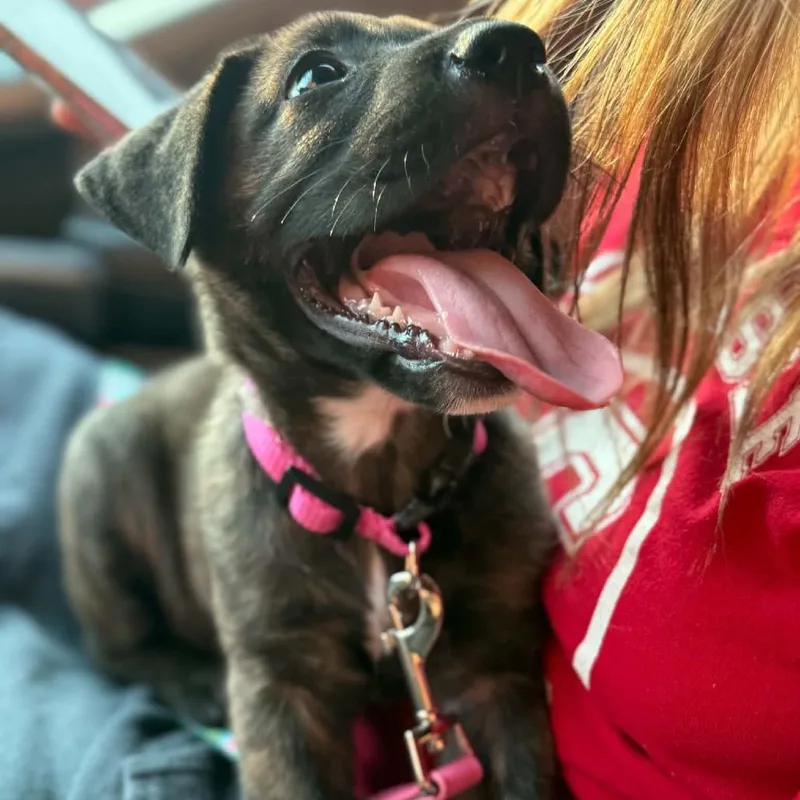 A baby small-sized female Mixed Breed dog named Fat Amy for adoption in Farmersville, OH