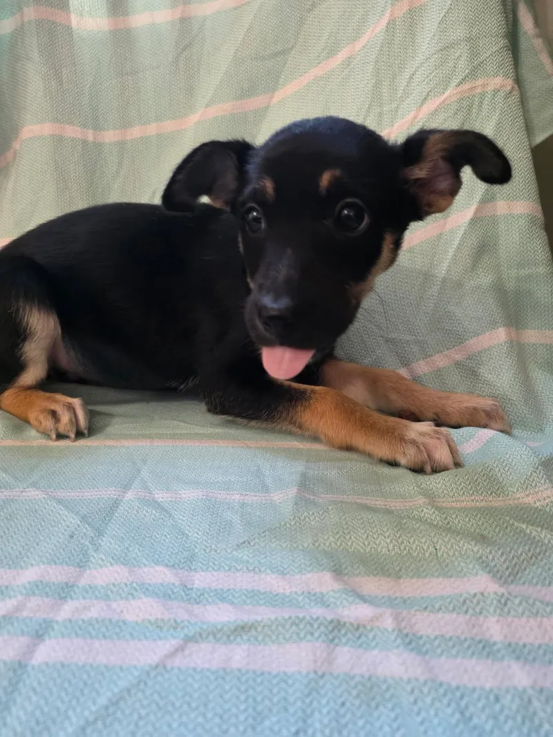 A young medium-sized female Black Shepherd dog named Dorothy for adoption in Cincinnati, OH