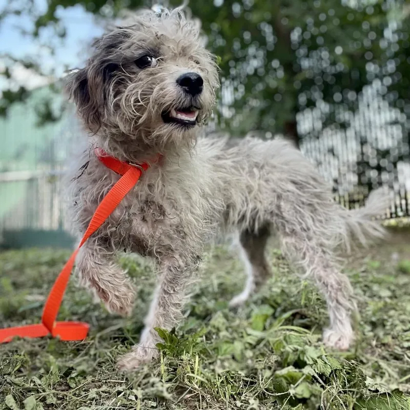 A young small-sized female Gray / Blue / Silver Miniature Poodle dog named Meg for adoption in Wimberley, TX