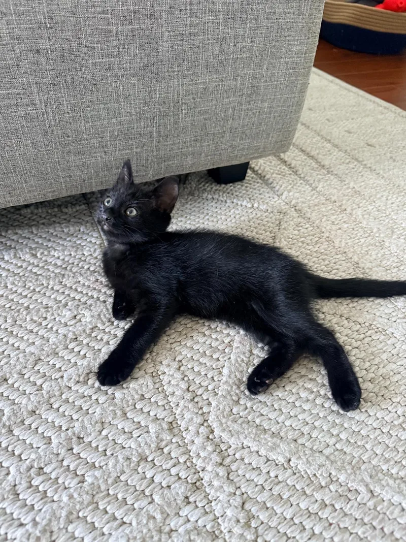 A baby medium-sized male Domestic Short Hair cat named Boo for adoption in Sunrise, FL