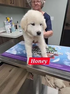 A baby large-sized female Great Pyrenees dog named Honey Cuddles DFW for adoption in Quinlan, TX