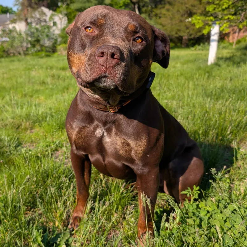 An adult large-sized male Brown / Chocolate American Bulldog dog named Caesar for adoption in HANSON, MA