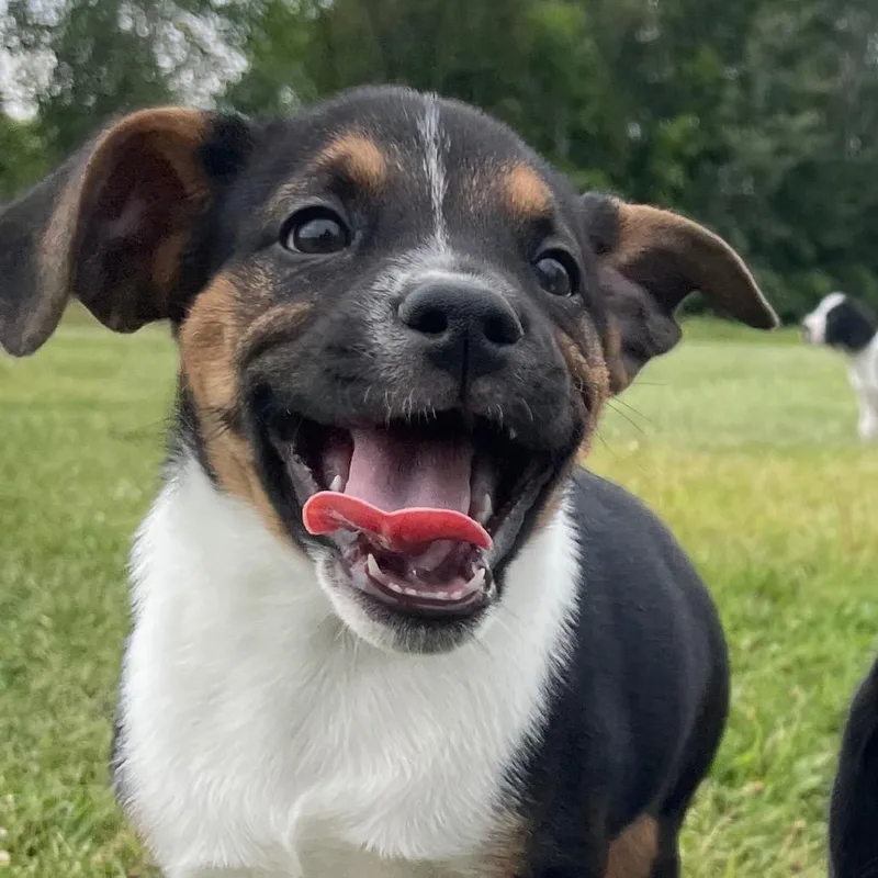 A baby medium-sized female Beagle dog named Rogue for adoption in Crystal, MN