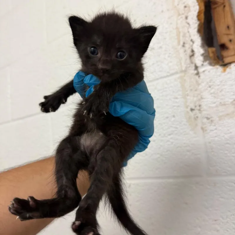A baby small-sized male Black Domestic Short Hair cat named Pecan Pie P for adoption in Edinburg, TX