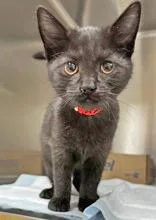 A baby medium-sized female Black Domestic Short Hair cat named Amiah for adoption in Portsmouth, OH