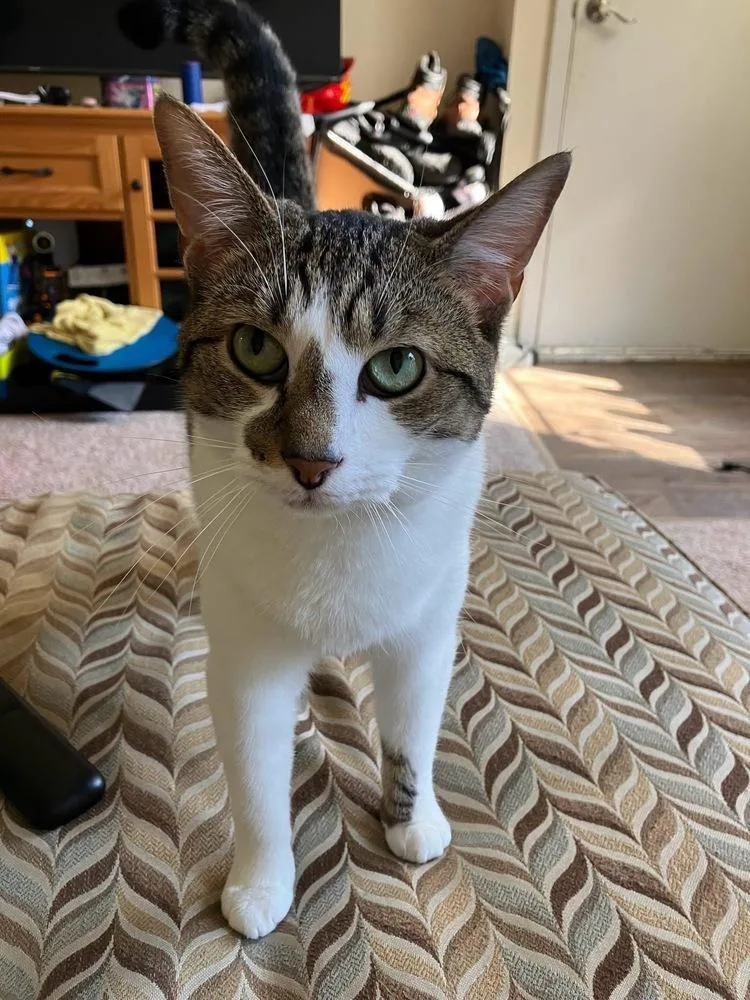 A baby small-sized female Gray & White Domestic Short Hair cat named Shakeira for adoption in Telford, PA