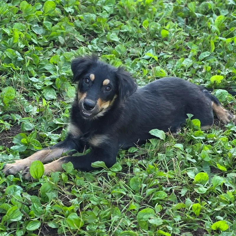A baby medium-sized female Australian Shepherd dog named Olive for adoption in Anderson, SC