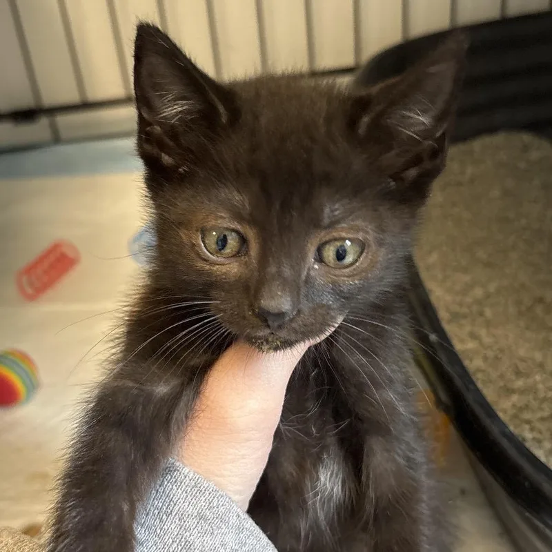 A baby small-sized female Black Domestic Short Hair cat named Cove for adoption in Naperville, IL