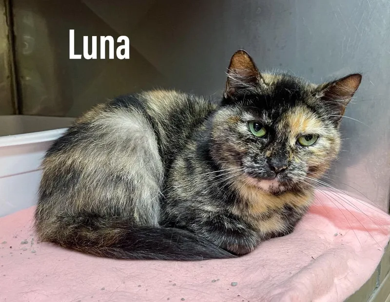 An adult medium-sized female Domestic Short Hair cat named Luna for adoption in Clearfield, KY