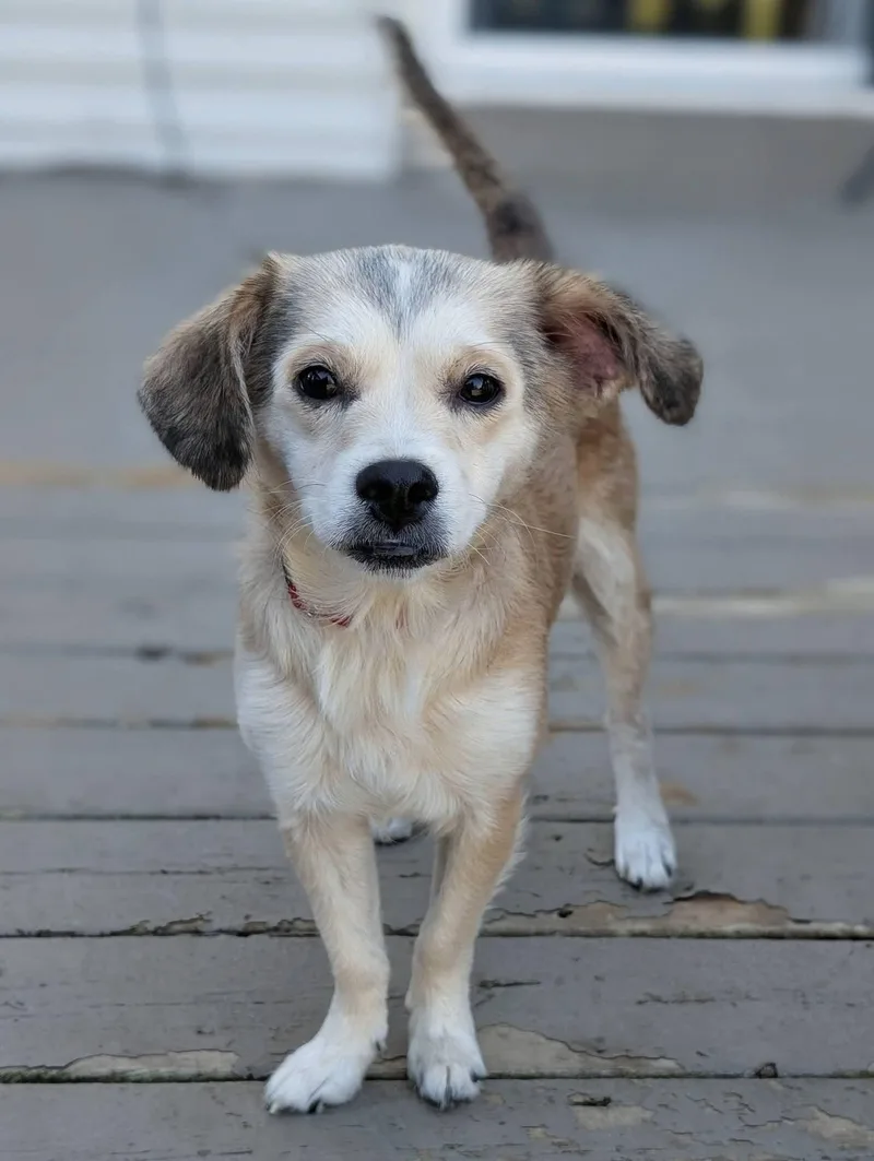 A young small-sized female Chihuahua dog named Effy for adoption in Grand Rapids, MI
