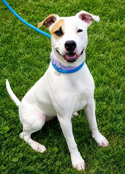 A young medium-sized female Mixed Breed dog named Atmosphere for adoption in Hamilton, OH