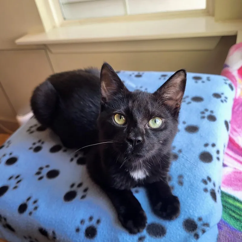 A young small-sized male Black Domestic Short Hair cat named Phantom for adoption in Houston, TX