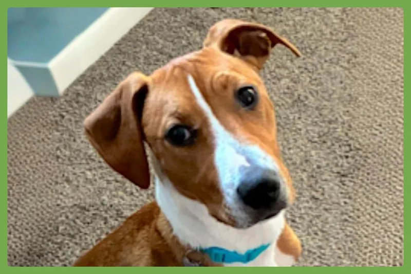 Humphrey thumbnail 5