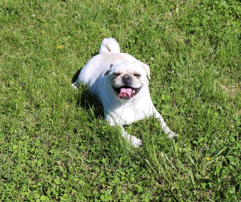 An adult small-sized female Yellow / Tan / Blond / Fawn Pug dog named Omelette for adoption in Neosho, MO