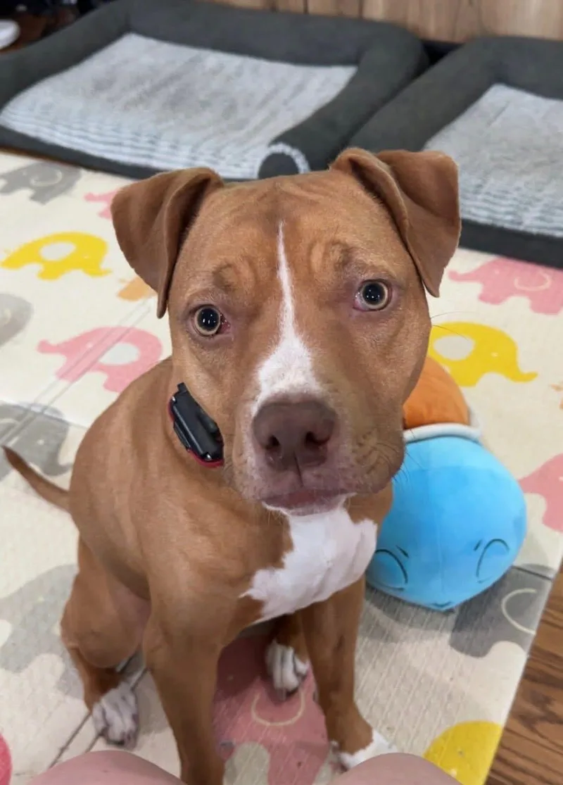 An adult medium-sized female White / Cream American Bully dog named Laila for adoption in Cincinnati, OH