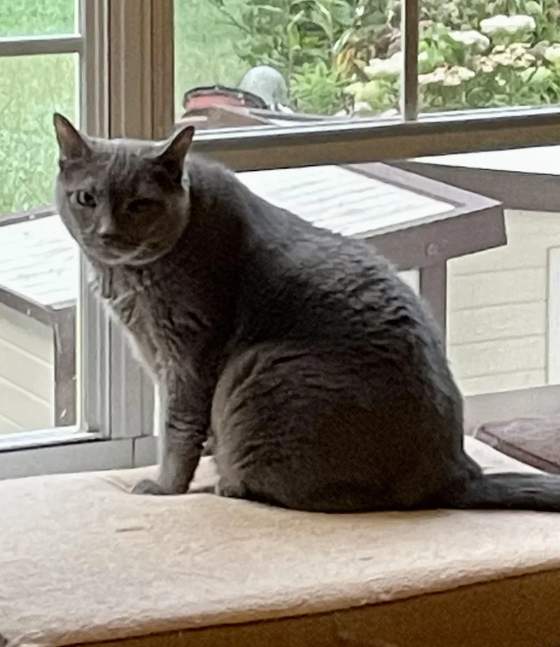 An adult large-sized male American Shorthair cat named Ranger for adoption in Loganville, GA