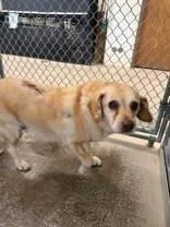 A senior medium-sized female Golden Beagle dog named Butterscotch for adoption in Moline, IL