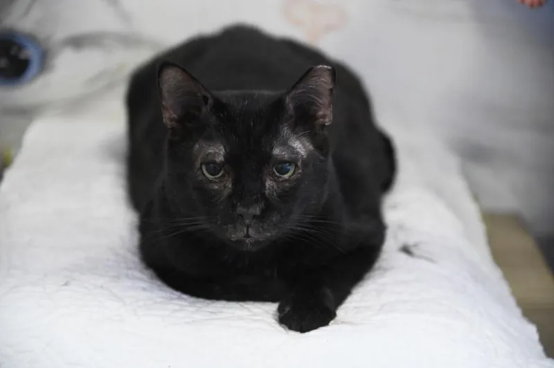 A senior medium-sized male Domestic Short Hair cat named Belmont for adoption in St. James City, FL