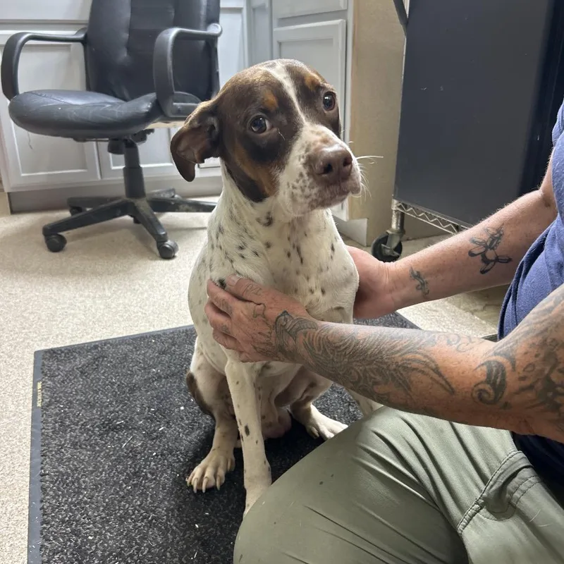 An adult medium-sized male Brown / Chocolate Hound dog named Sketch for adoption in Lewisburg, WV