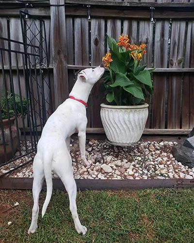 A young medium-sized female White / Cream Pit Bull Terrier dog named Sri Lanka for adoption in Lake Wylie, SC