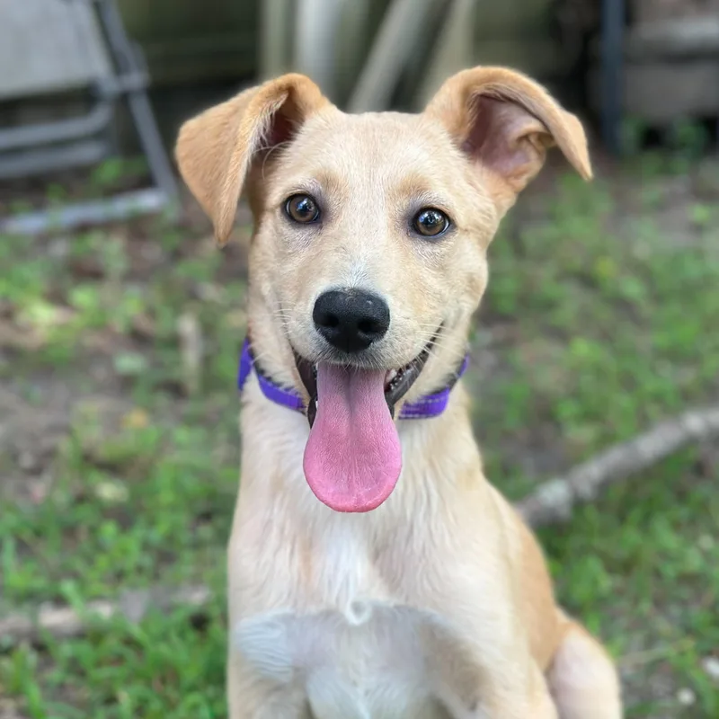 A baby medium-sized female Yellow / Tan / Blond / Fawn Labrador Retriever dog named Thorn for adoption in Richmond, VA