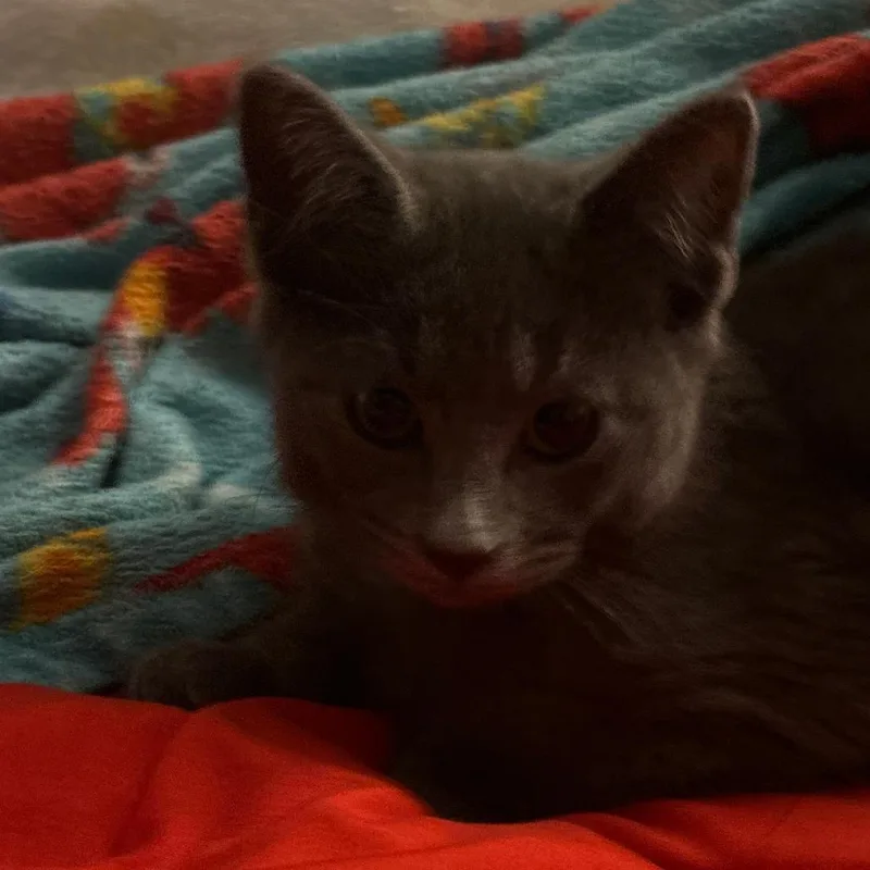 A baby small-sized male Gray / Blue / Silver Domestic Short Hair cat named Smokey Bonded with for adoption in Bristol, IN